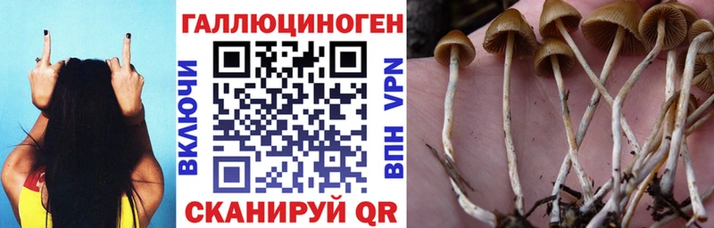 Галлюциногенные грибы Psilocybine cubensis Кубинка